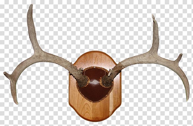 Deer Horn Trophy hunting Antler, deer antlers transparent background PNG clipart