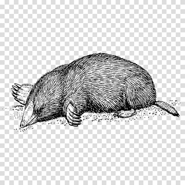 Moles T-shirt European mole , T-shirt transparent background PNG clipart