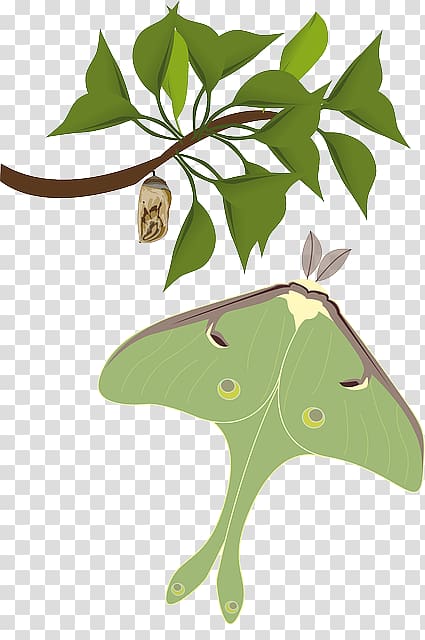 Butterfly Insect Luna Moth Atlas moth, green butterflies moths transparent background PNG clipart
