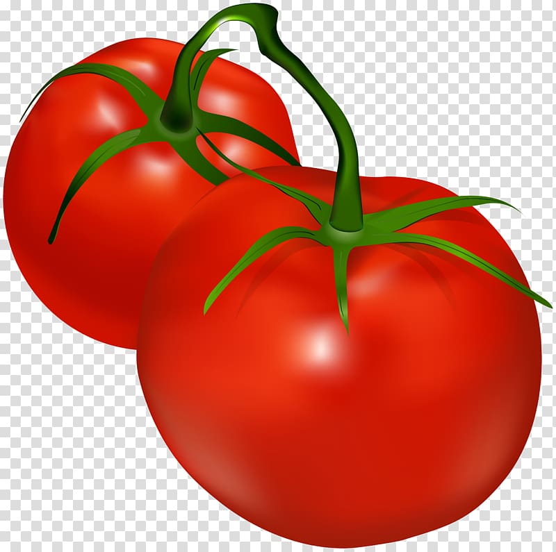 tomato illustration free download