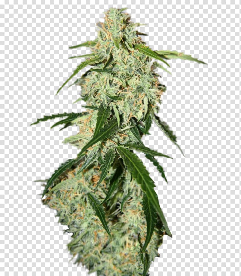 Plant Seed Skunk Feminized cannabis White Widow, skunk transparent background PNG clipart