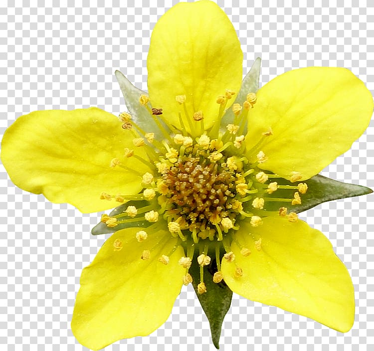 Flower graphics Petal Portable Network Graphics, flower transparent background PNG clipart