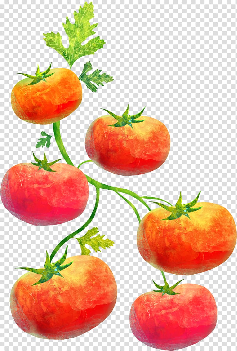 Cartoon Child Illustration, tomato transparent background PNG clipart