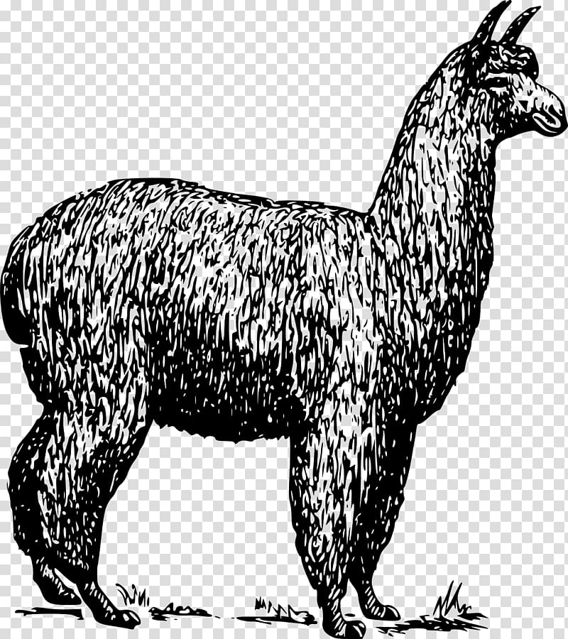 Alpaca Llama Guanaco , alpaca closeup transparent background PNG clipart