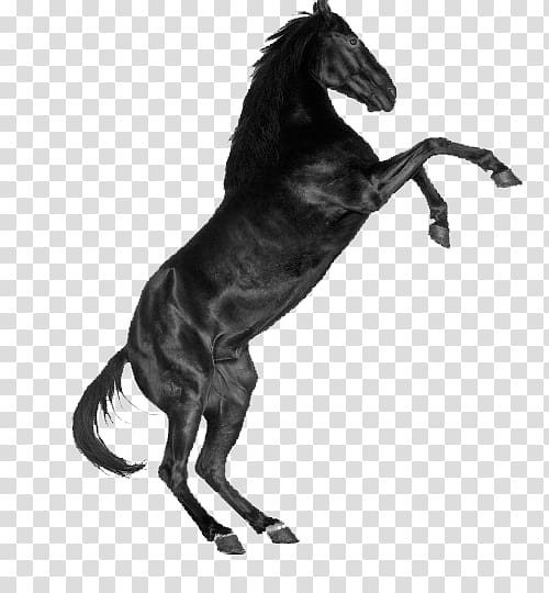 Unicorn, Stood dark horse transparent background PNG clipart