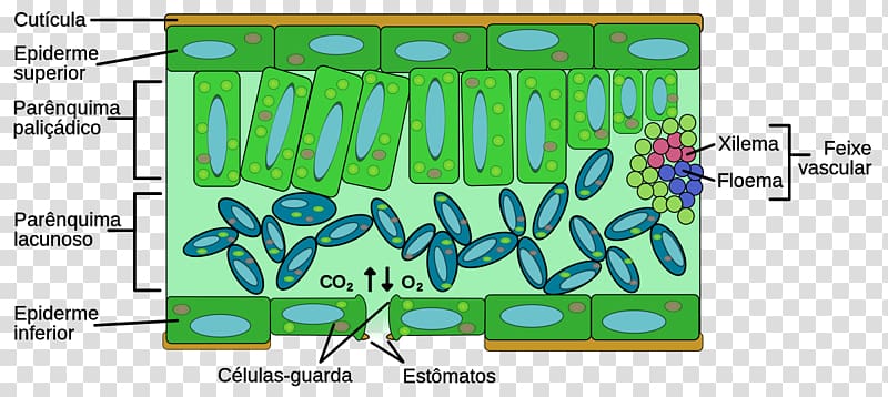 Leaf Plant anatomy Structure Mesofil, folha transparent background PNG clipart