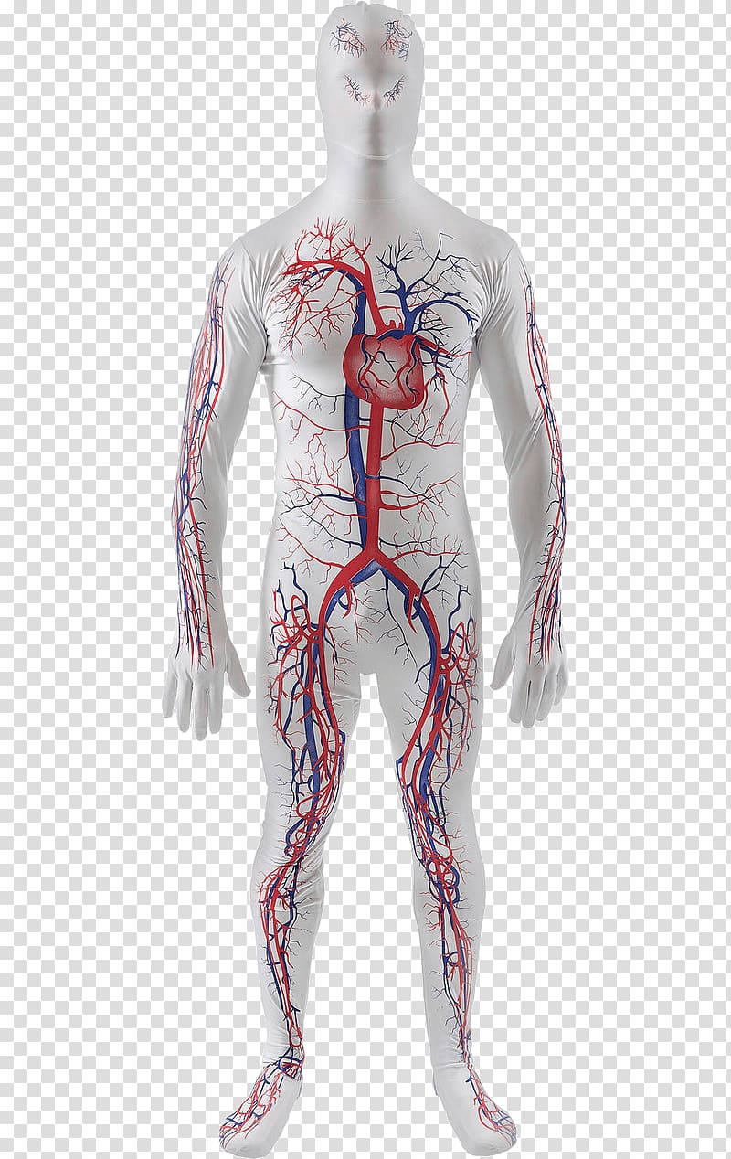 Tracksuit Circulatory system Costume Human body, circulatory system transparent background PNG clipart