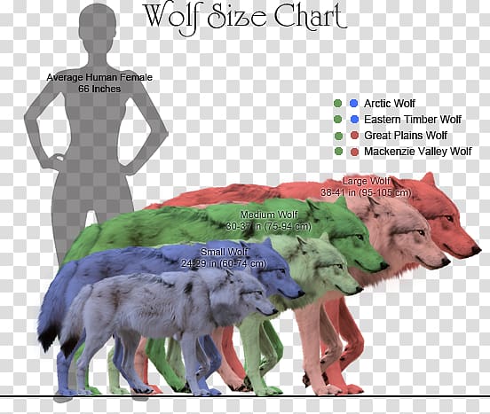 Coyote Dog Dire wolf Northwestern wolf Canidae, size chart transparent background PNG clipart