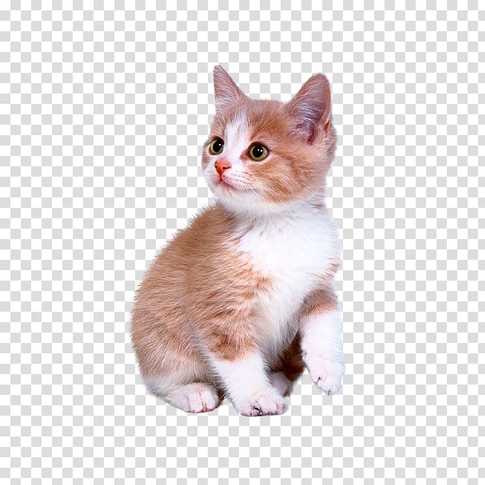 orange and white tabby kitten, Cute kitten transparent background PNG clipart