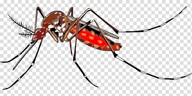 Yellow fever mosquito Aedes albopictus Chikungunya virus infection Wolbachia, mosquito transparent background PNG clipart