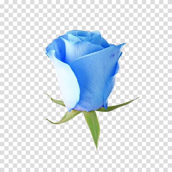 Blue rose Garden roses Flower, rose transparent background PNG clipart