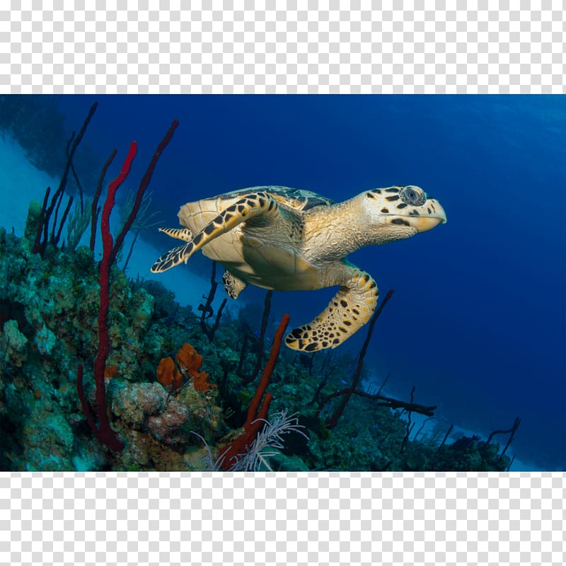 Loggerhead sea turtle Ecosystem Marine biology Fauna, turtle transparent background PNG clipart