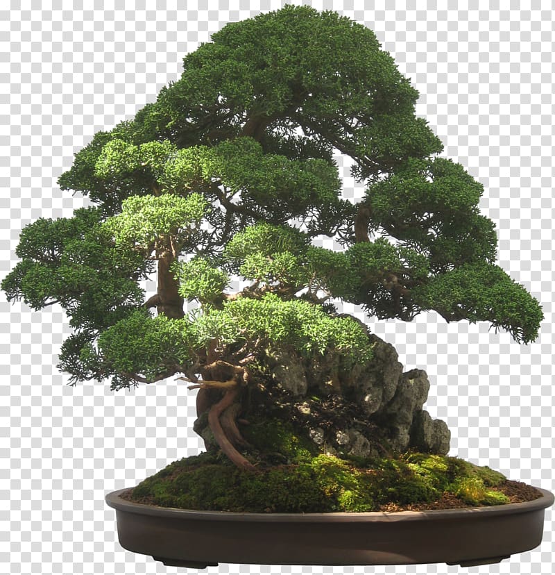 Indoor bonsai Bonsai for beginners Garden, others transparent background PNG clipart