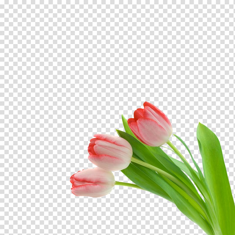 Pink flowers Tulip, Three tulips transparent background PNG clipart