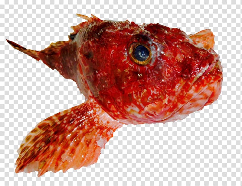 Fish Grouper Common dentex Red mullet Sole, fish transparent background PNG clipart