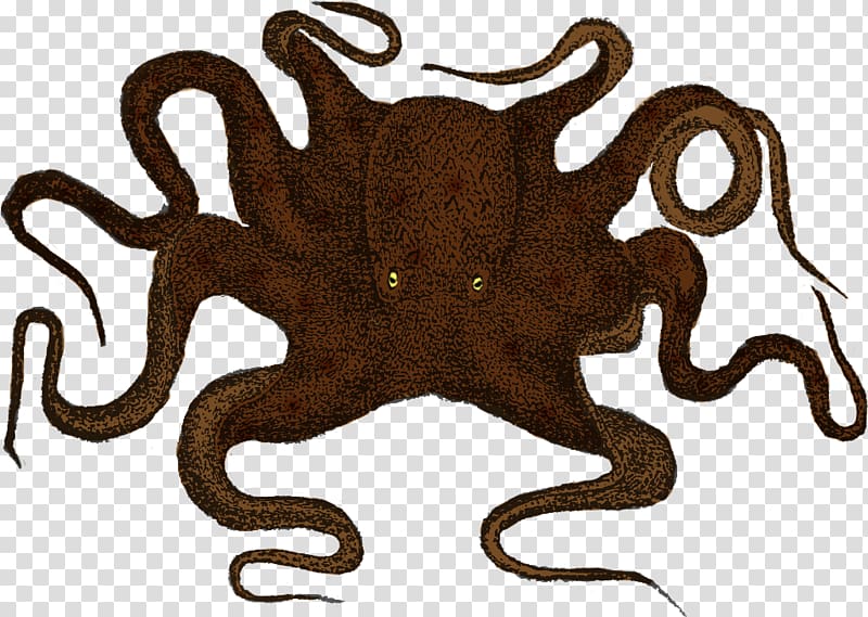 Kraken Wall decal Sticker Octopus, Giant Pacific Octopus Size Scale transparent background PNG clipart