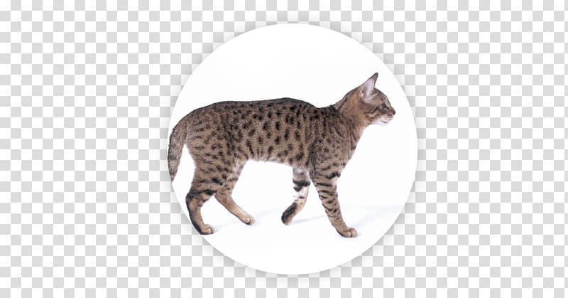 California spangled Manx cat Cymric Wildcat Ocelot, Kurilian Bobtail transparent background PNG clipart