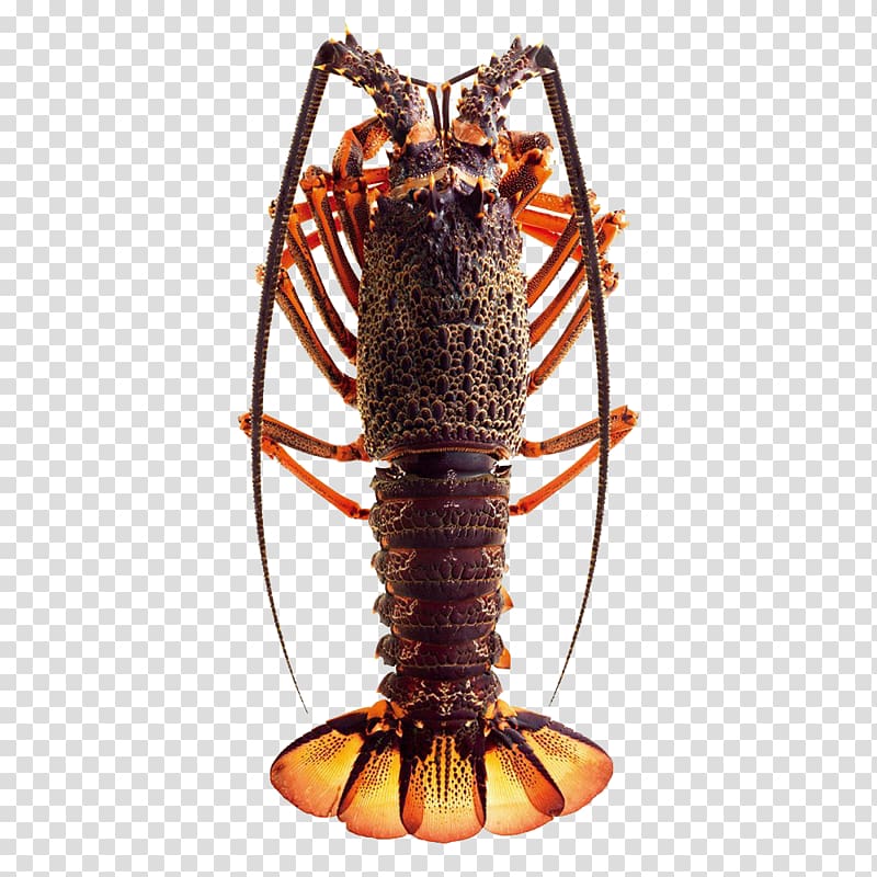 Panulirus versicolor California spiny lobster Seafood Panulirus argus Japanese spiny lobster, Live lobster transparent background PNG clipart