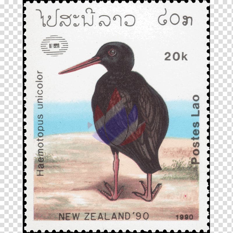 Bird Haematopus Variable oystercatcher Beak Owl, Bird transparent background PNG clipart