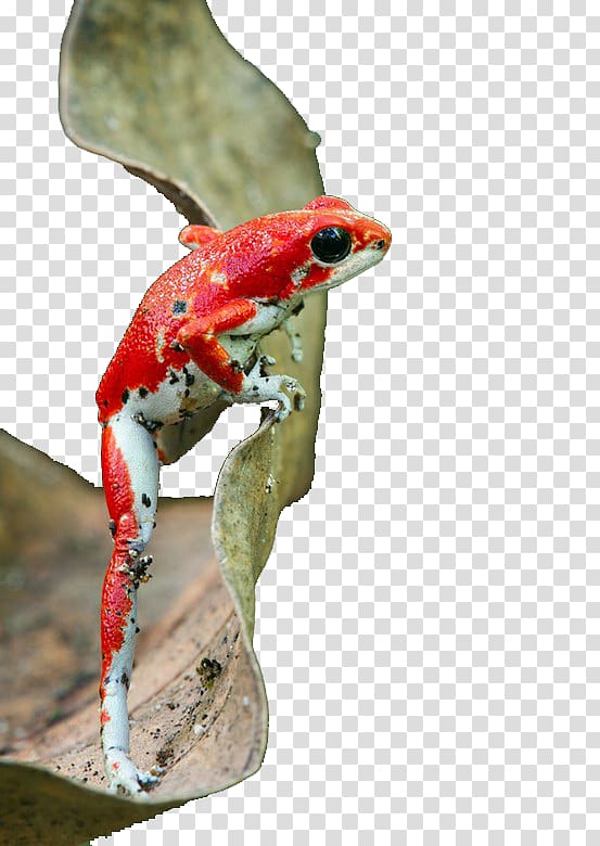 Strawberry poison-dart frog Reptile Amphibian Blue poison dart frog, Black eyed flame frog transparent background PNG clipart