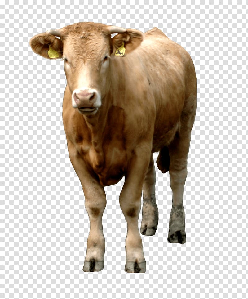 brown cow illustration, Beef cattle Live, Brown Cow transparent background PNG clipart