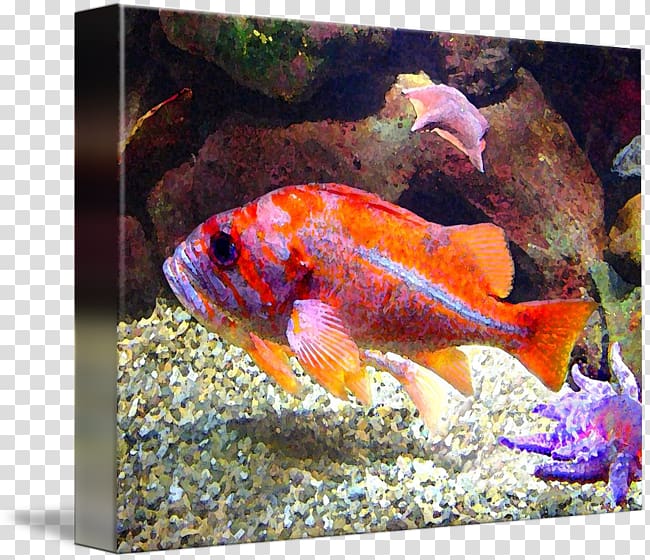 Goldfish Feeder fish Marine biology Aquariums, purple fish transparent background PNG clipart