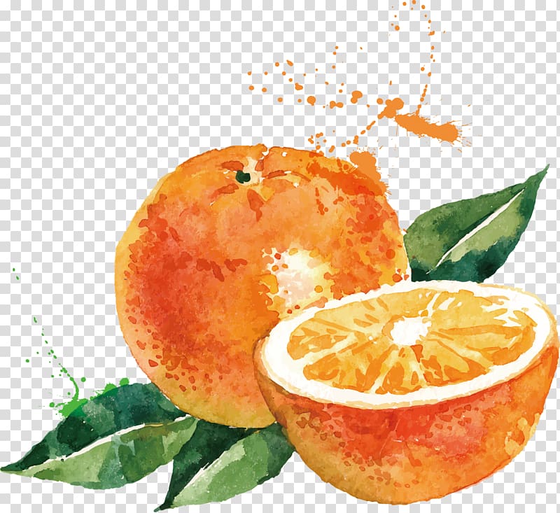 Orange Watercolor Painting Drawing Orange Illustration Orange