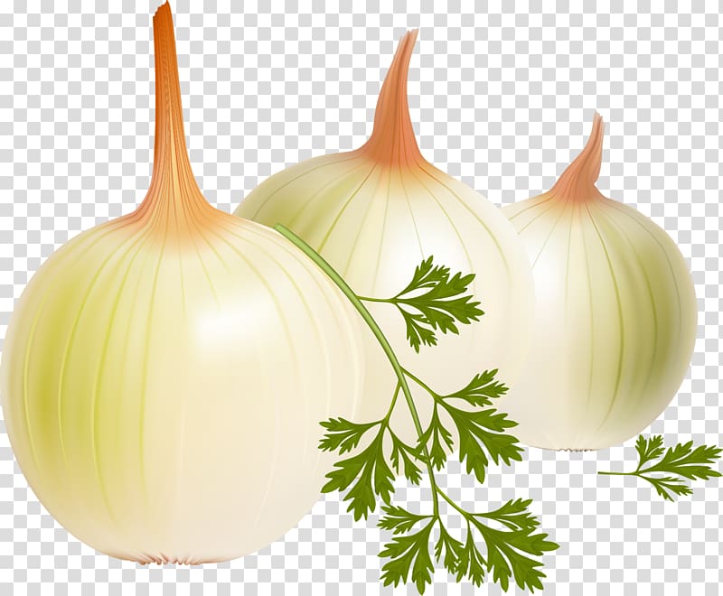 French onion soup Vegetable Yellow onion graphics, onion transparent background PNG clipart