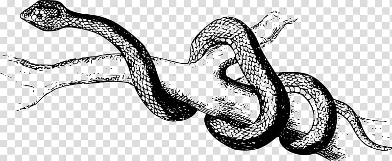 Snake Pit viper Boa constrictor , snakes transparent background PNG clipart