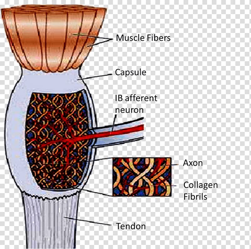 Golgi tendon organ Golgi tendon reflex Shoulder, design transparent background PNG clipart
