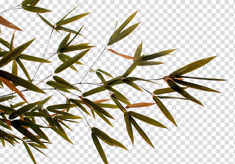 Bamboo Twig Leaf, Hand-painted bamboo leaves transparent background PNG clipart