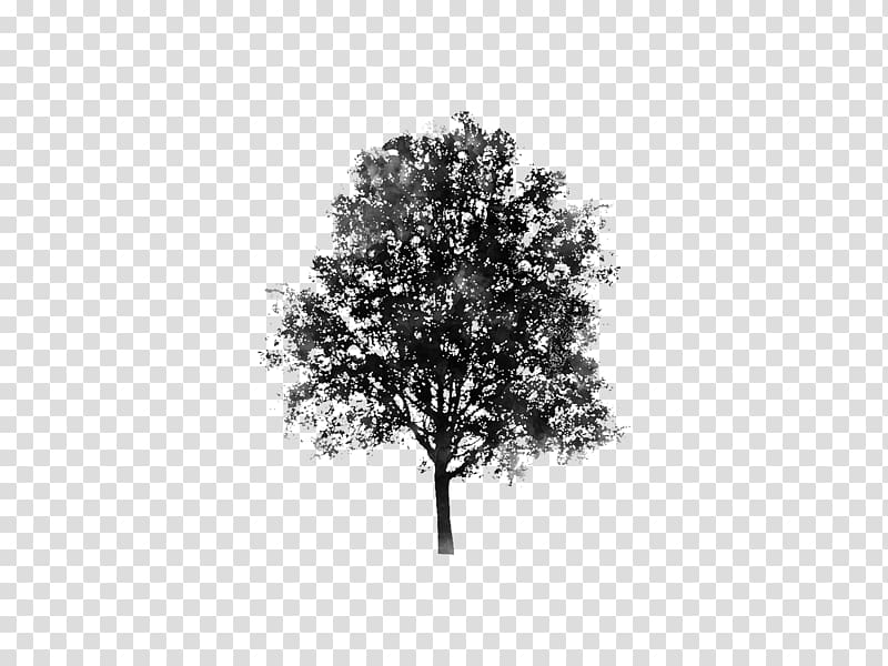 Branch Tree Pine Evergreen Woody plant, tree transparent background PNG clipart
