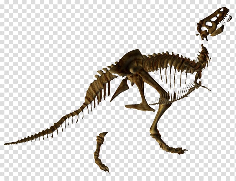 Tyrannosaurus Skeleton Velociraptor Dinosaur Animal, Skeleton transparent background PNG clipart