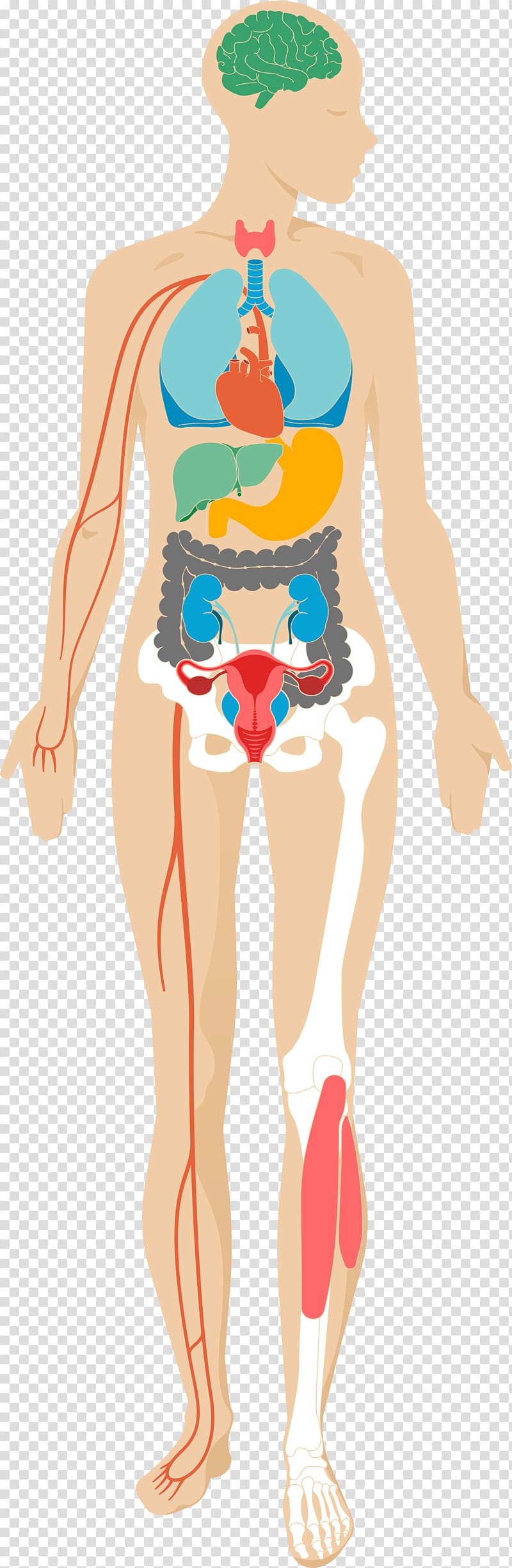 Human body Psychological stress Adverse effect Health, lining body transparent background PNG clipart