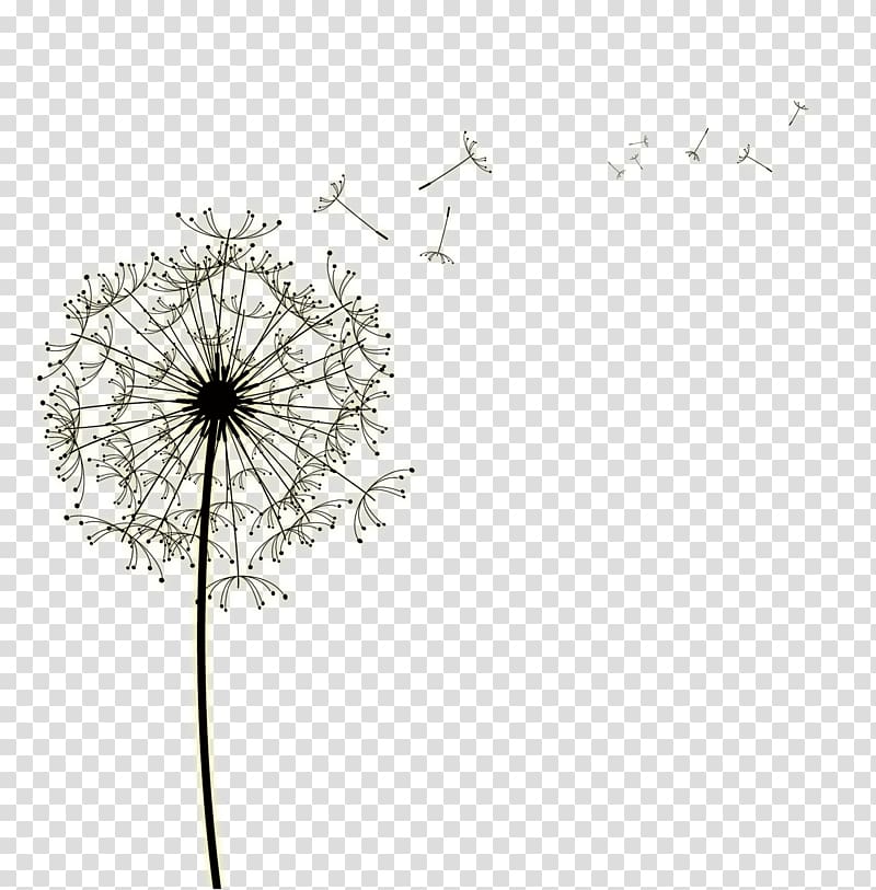 dandelion , Common Dandelion Euclidean Presentation, Dandelion leaves floating petal bubble simple and elegant Grove transparent background PNG clipart