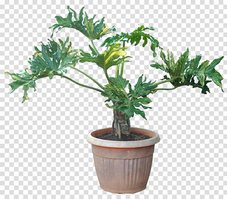 Houseplant Philodendron bipinnatifidum Oriental Arbor-vitae Tree, indoor transparent background PNG clipart