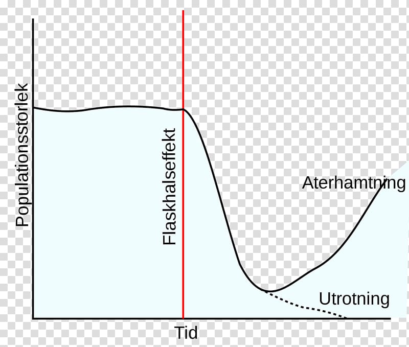 Northern elephant seal Population bottleneck Evolution Population genetics, Population Bottleneck transparent background PNG clipart