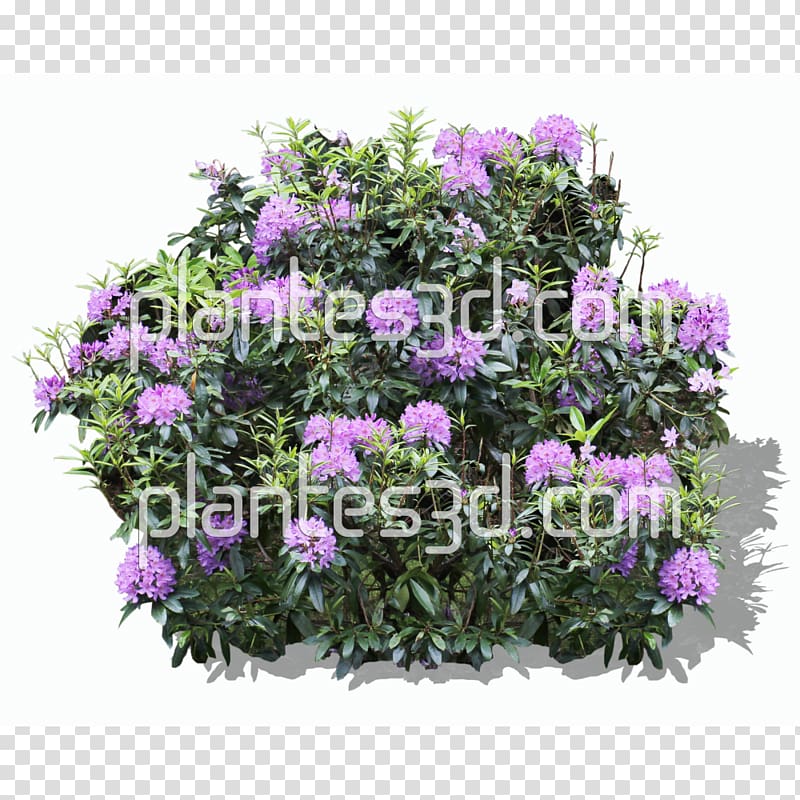 Shrub Flower Rhododendron treelet, flower transparent background PNG clipart