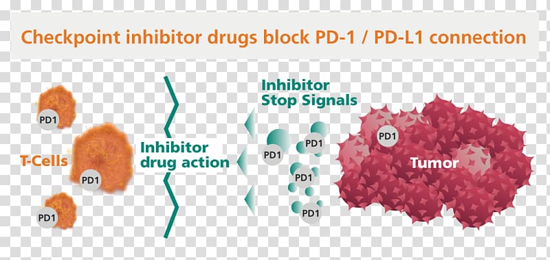 Checkpoint inhibitor PD-1 and PD-L1 inhibitors Immune checkpoint Programmed cell death protein 1 Cancer, immune system transparent background PNG clipart