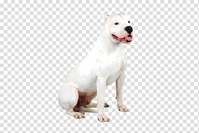 Dogo Argentino Dog breed Guatemalan Dogo Pit bull Staffordshire Bull Terrier, others transparent background PNG clipart