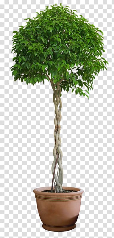 Fruit tree Plant Shrub, tree transparent background PNG clipart