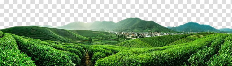 Flowering tea Yum cha Da Hong Pao Tieguanyin, Large green tea fields transparent background PNG clipart