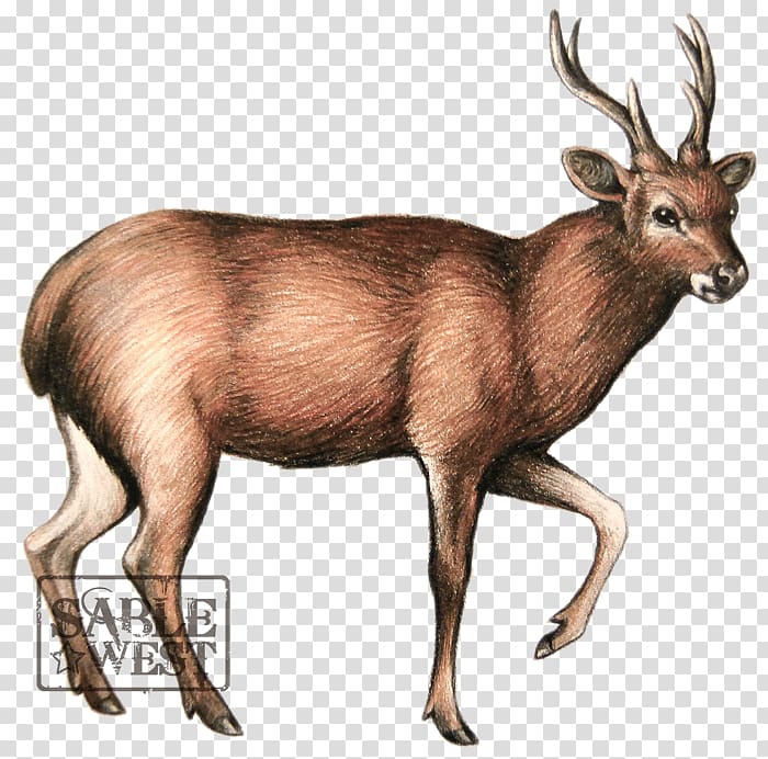 Sambar deer Elk Javan rusa Moose, professional figure transparent background PNG clipart