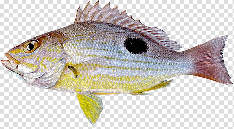Northern red snapper Tilapia Lutjanus guttatus Fish Lutjanus erythropterus, peces transparent background PNG clipart