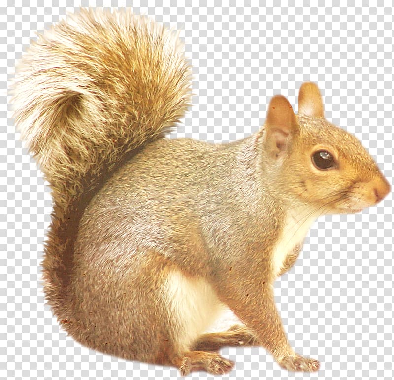 Tree squirrels Raccoon, Squirrel transparent background PNG clipart