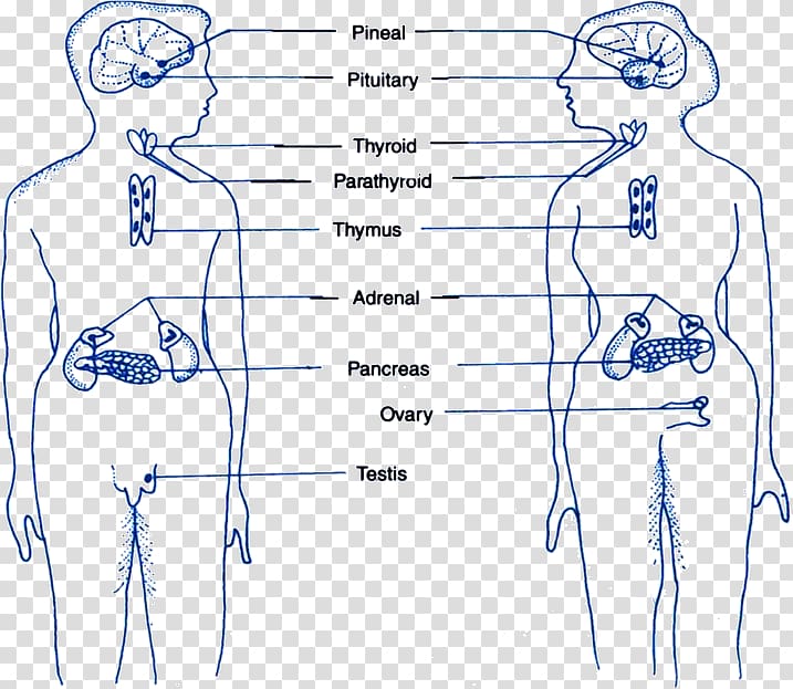 Endocrine gland Finger Homo sapiens Endocrine system, blood transparent background PNG clipart