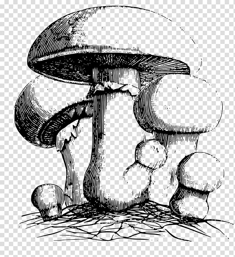 Alice\'s Adventures in Wonderland Cheshire Cat Alice in Wonderland Art, mushroom transparent background PNG clipart