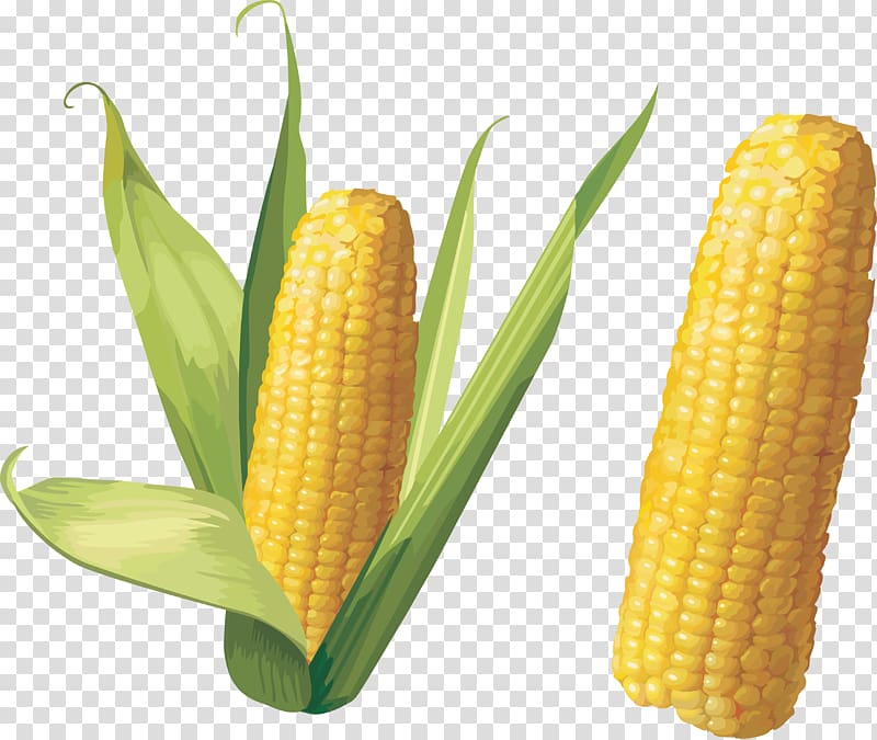 Corn on the cob Maize , Corn transparent background PNG clipart