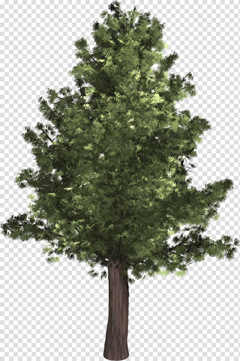 Populus alba Populus nigra Tree , pine tree transparent background PNG clipart