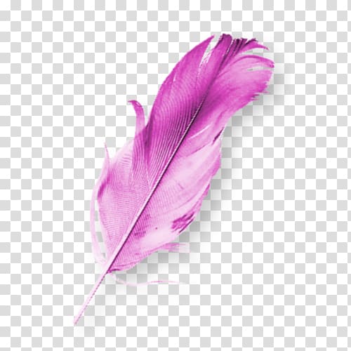 Bird Feather Data compression Computer file, Purple feather birds transparent background PNG clipart